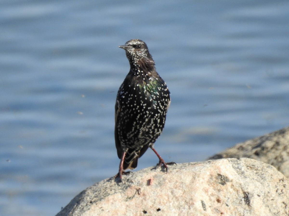 European Starling - ML68438251