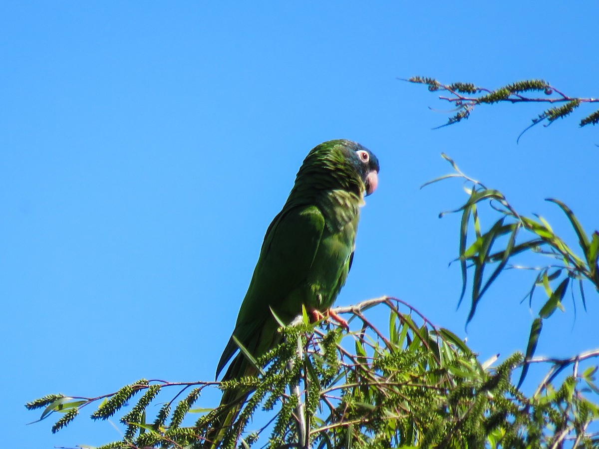 Blue-crowned Parakeet - ML68438451