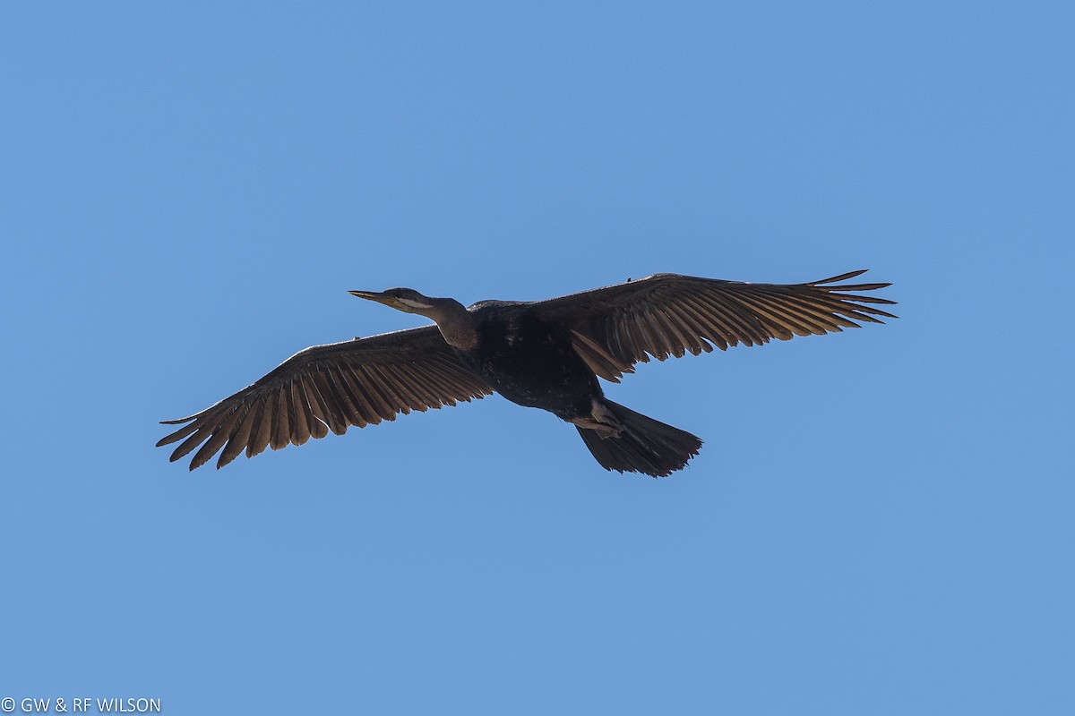 Australasian Darter - ML68438651