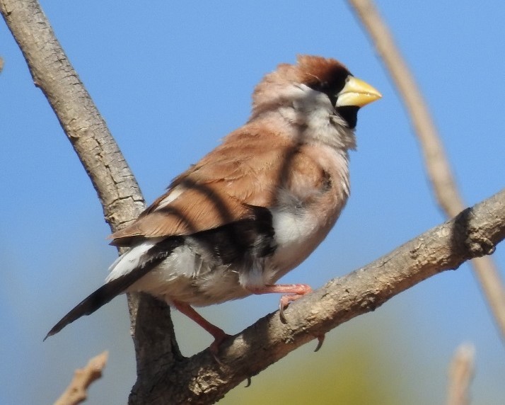 Masked Finch - ML68438721