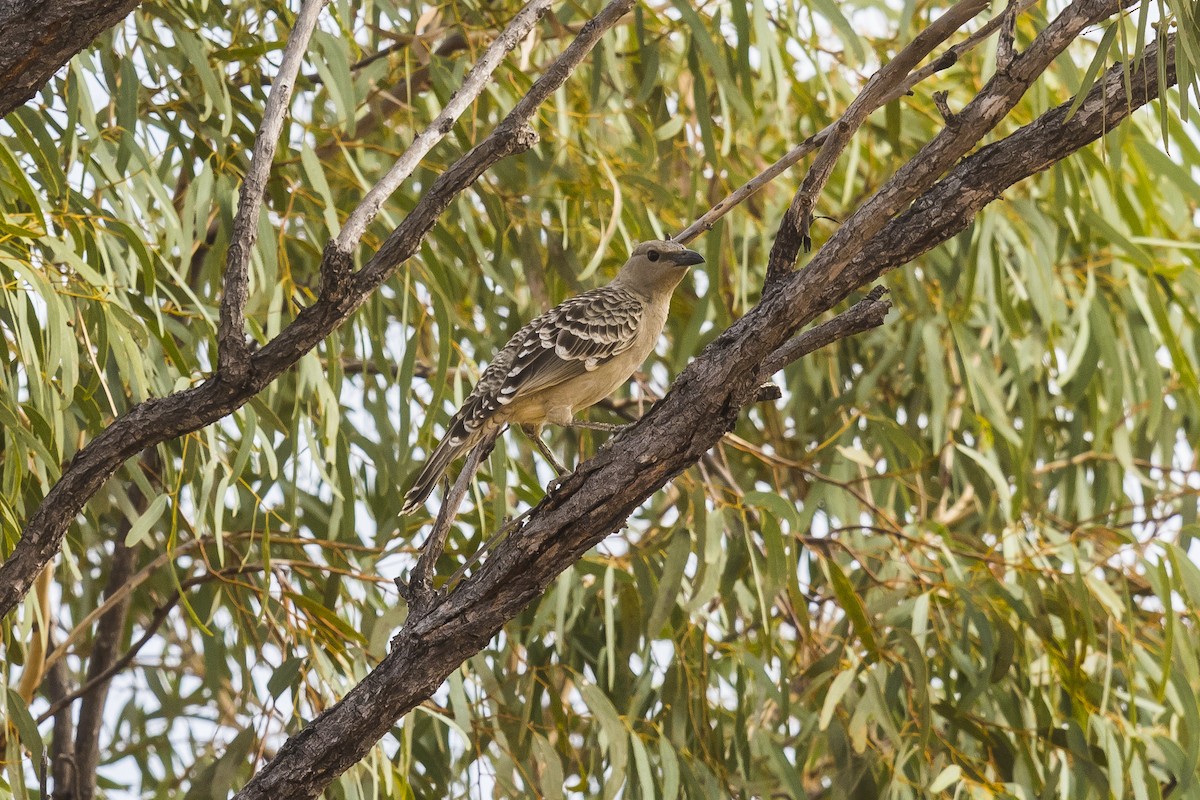 Great Bowerbird - ML68439011