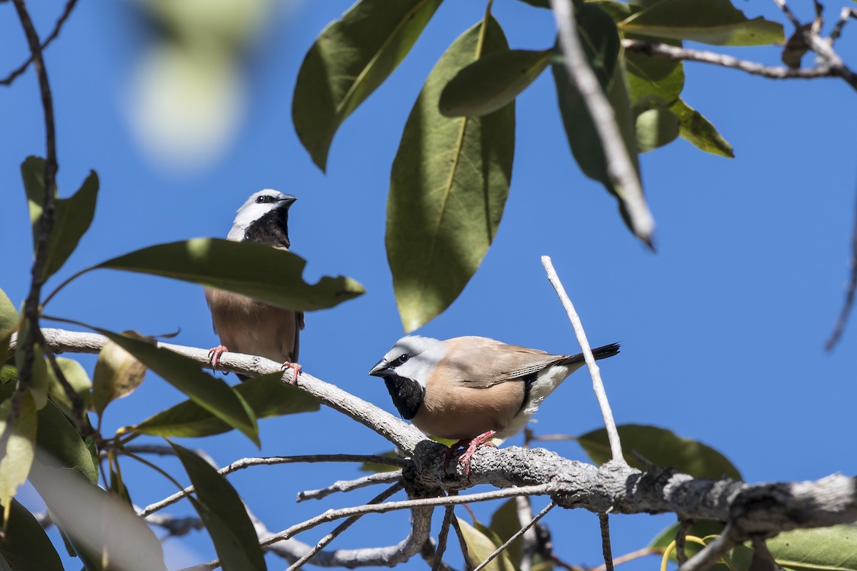 Black-throated Finch - ML68439371