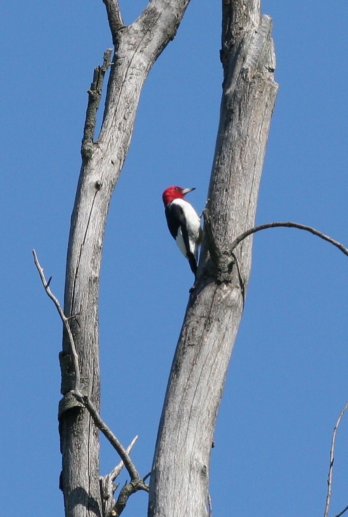 Pic à tête rouge - ML68439401