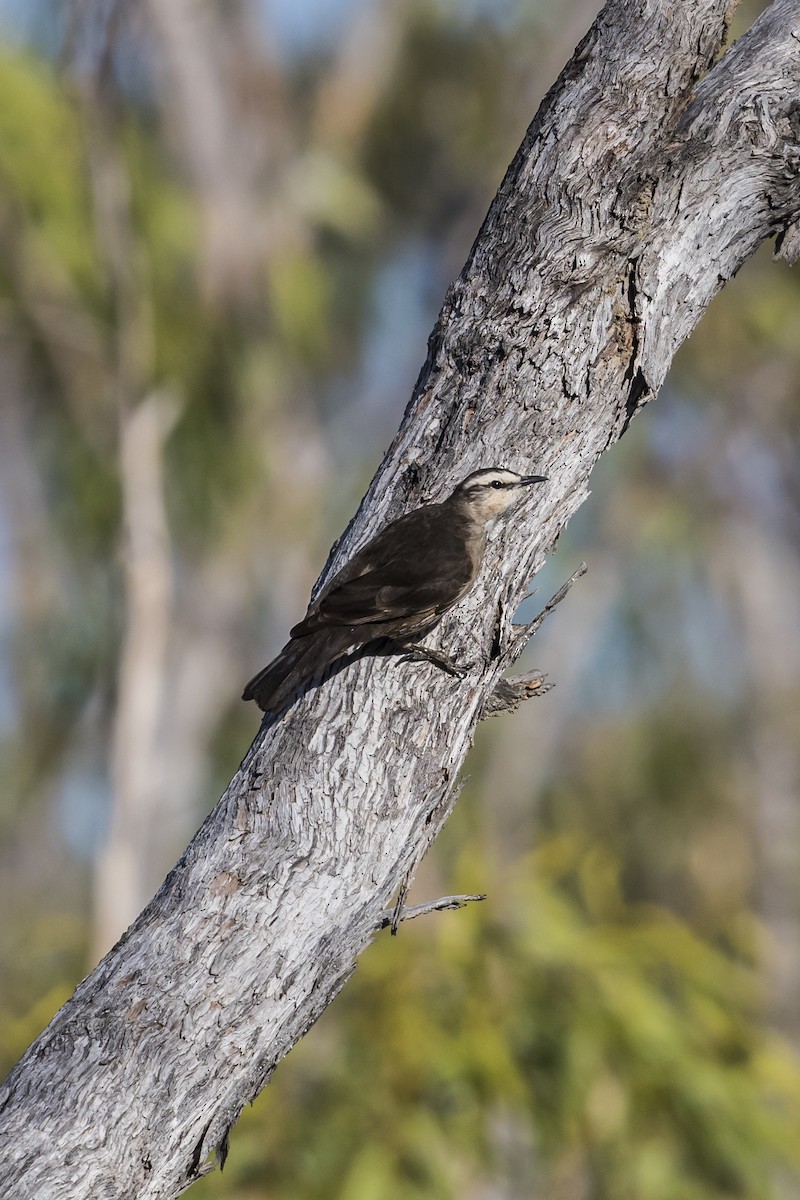 Brown Treecreeper - ML68439511