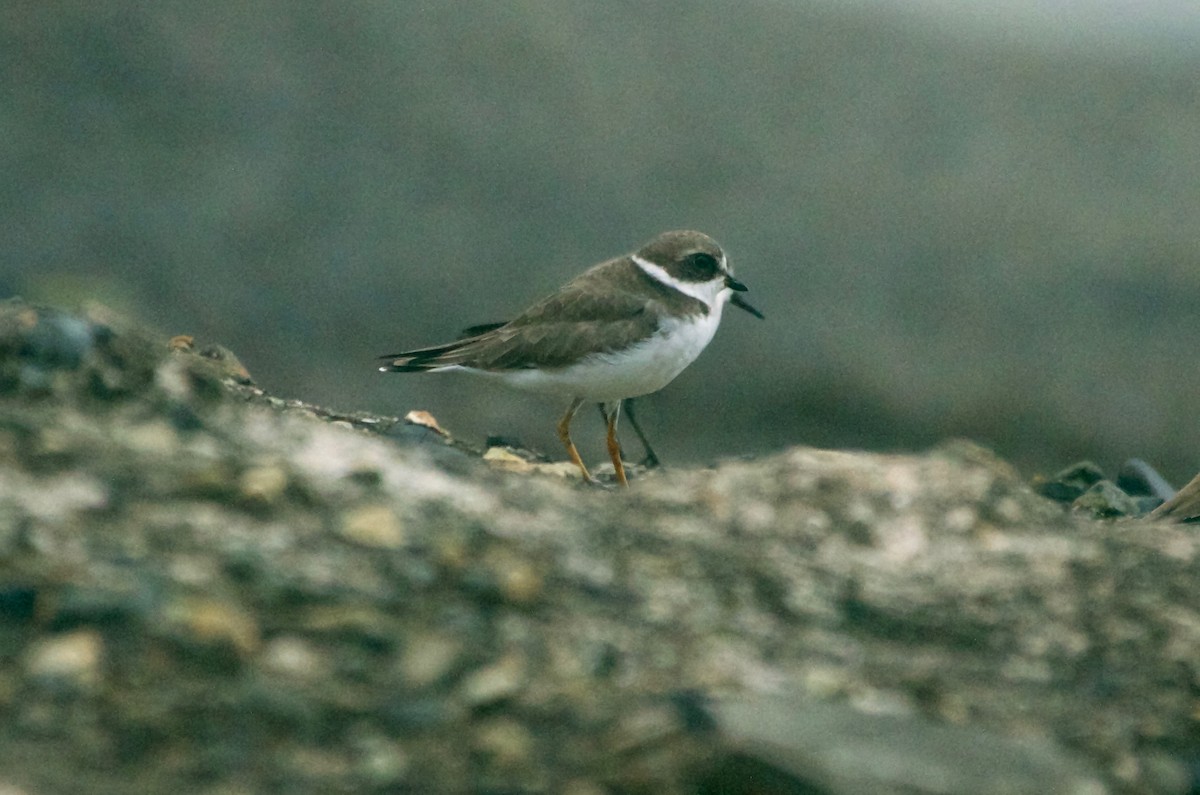 Semipalmated Plover - Jan Cubilla