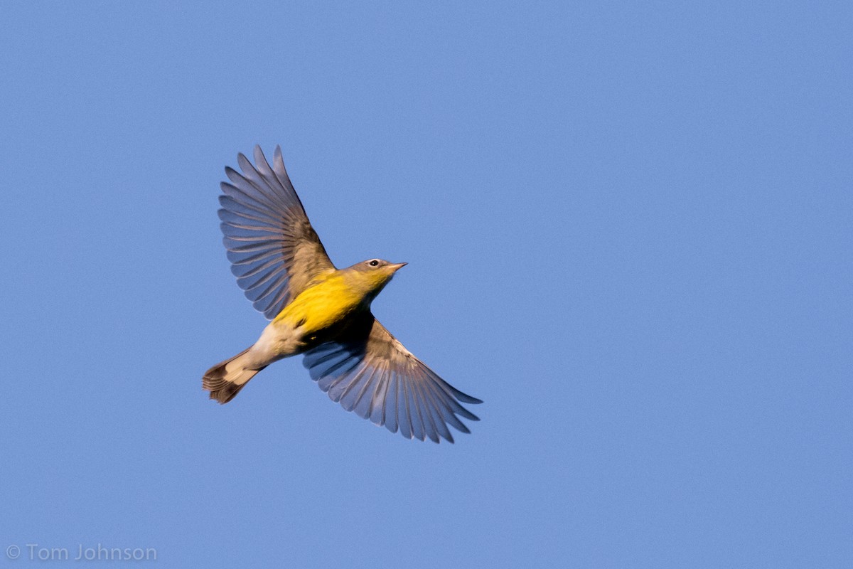 Magnolia Warbler - Tom Johnson