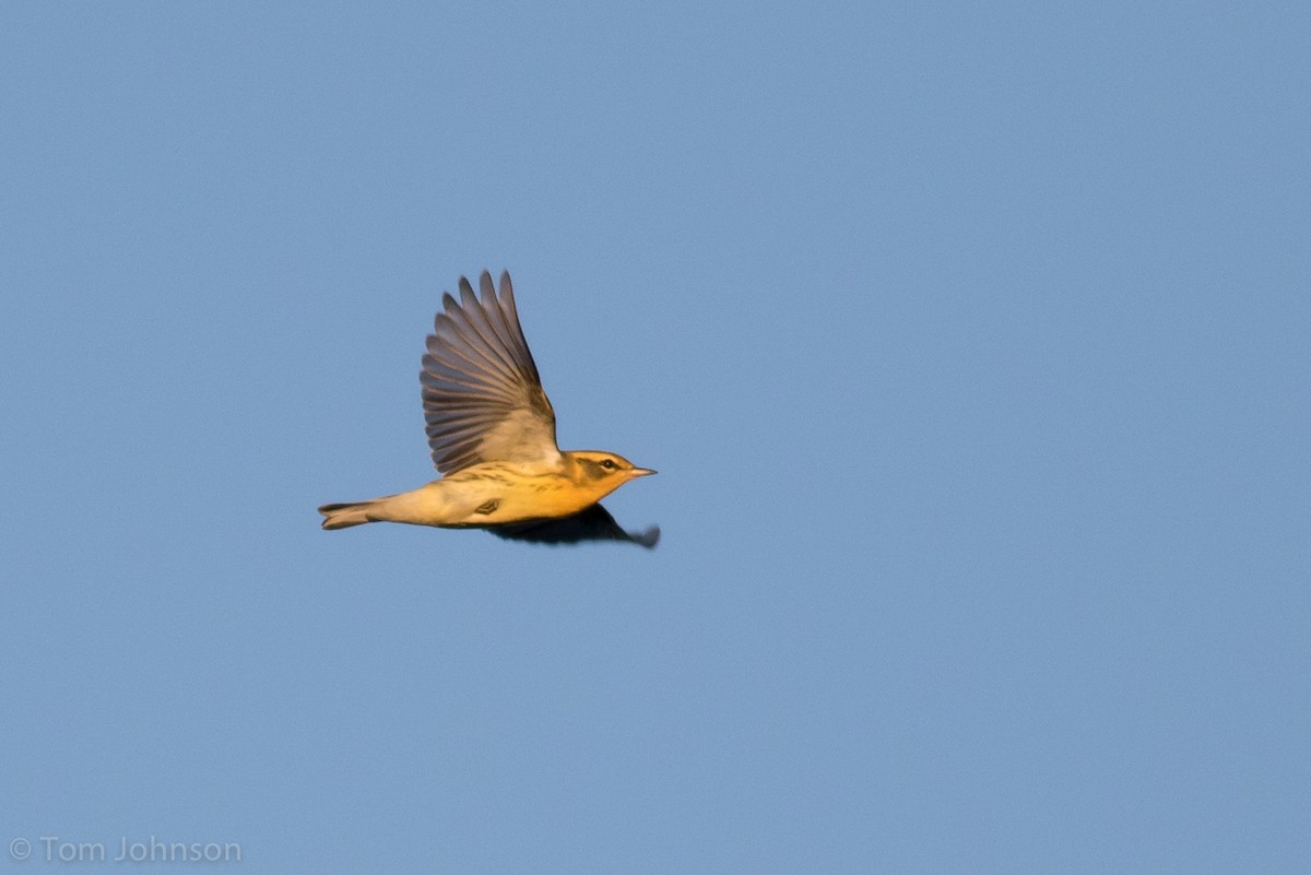 Blackburnian Warbler - Tom Johnson