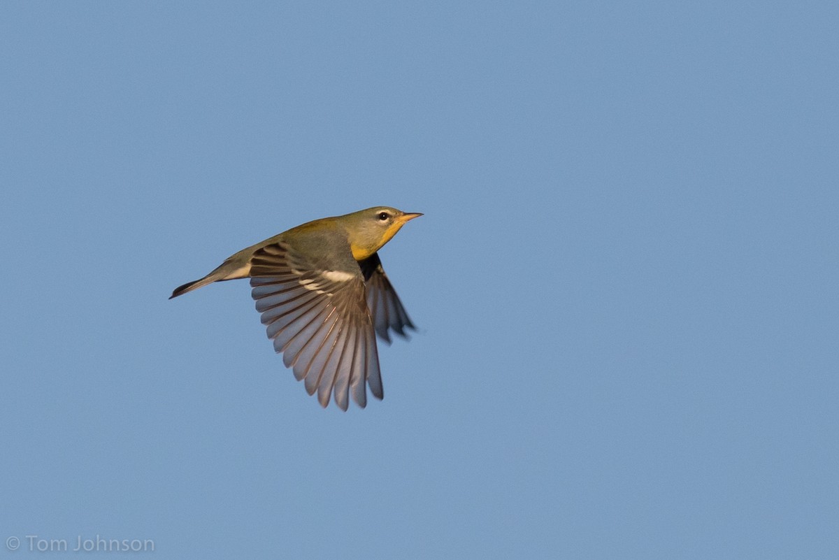 Northern Parula - Tom Johnson