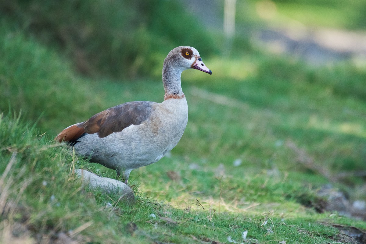 Egyptian Goose - ML68440021