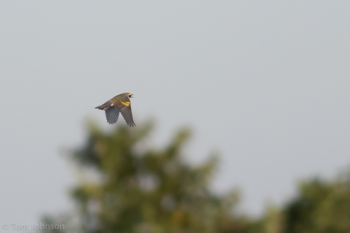 Golden-winged Warbler - Tom Johnson