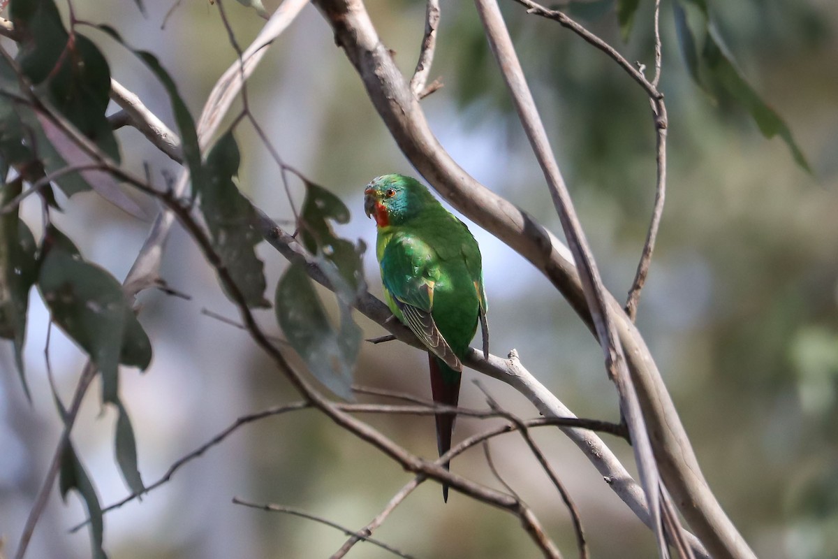 Swift Parrot - ML68441111