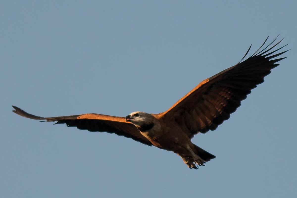 Black-collared Hawk - ML68442031