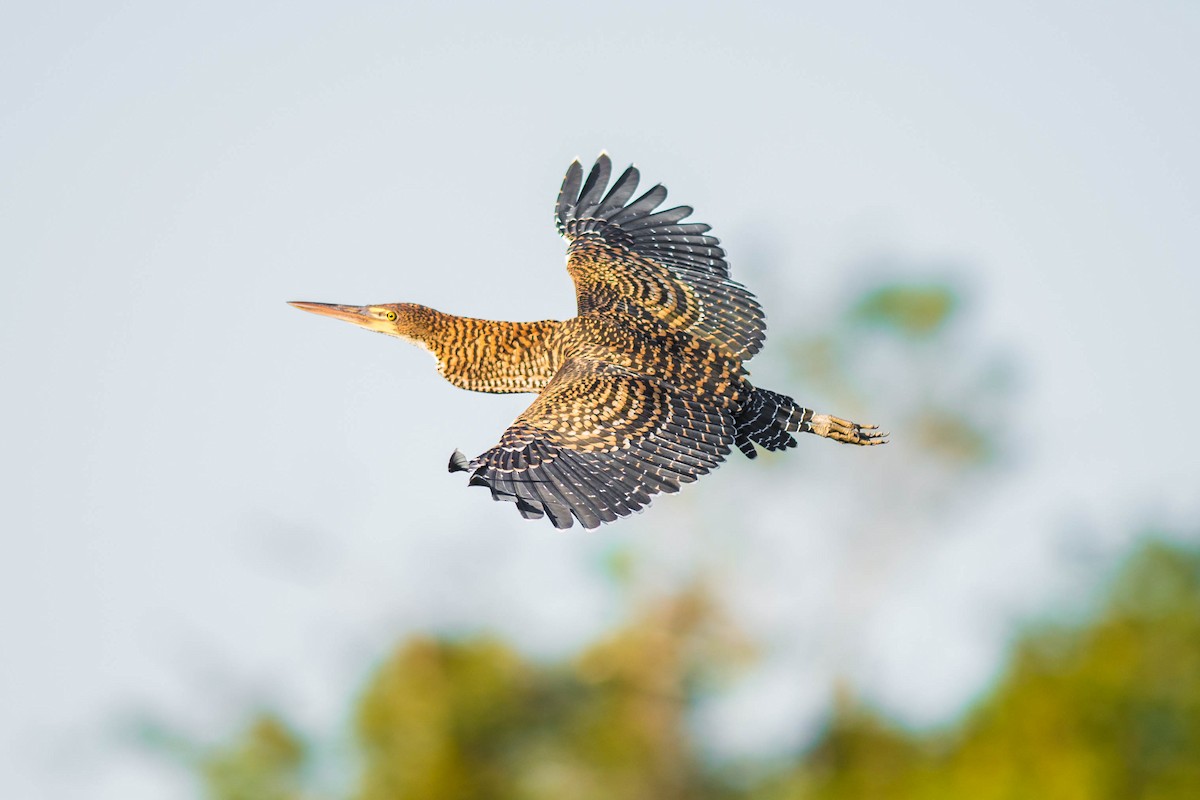 Rufescent Tiger-Heron - ML68442211