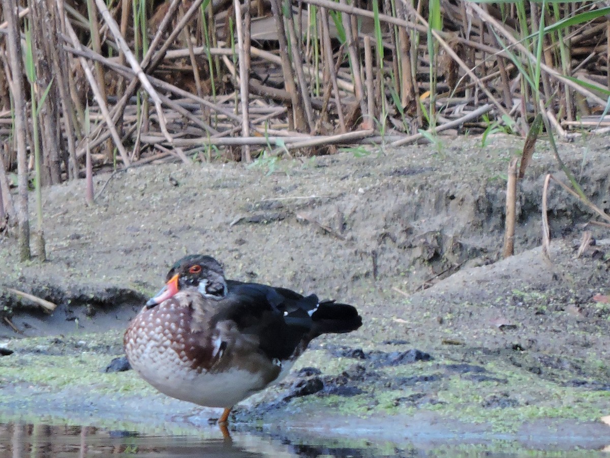 Wood Duck - ML68442221