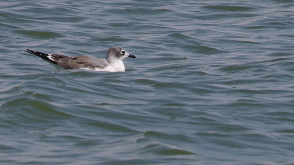 Mouette de Franklin - ML68442231