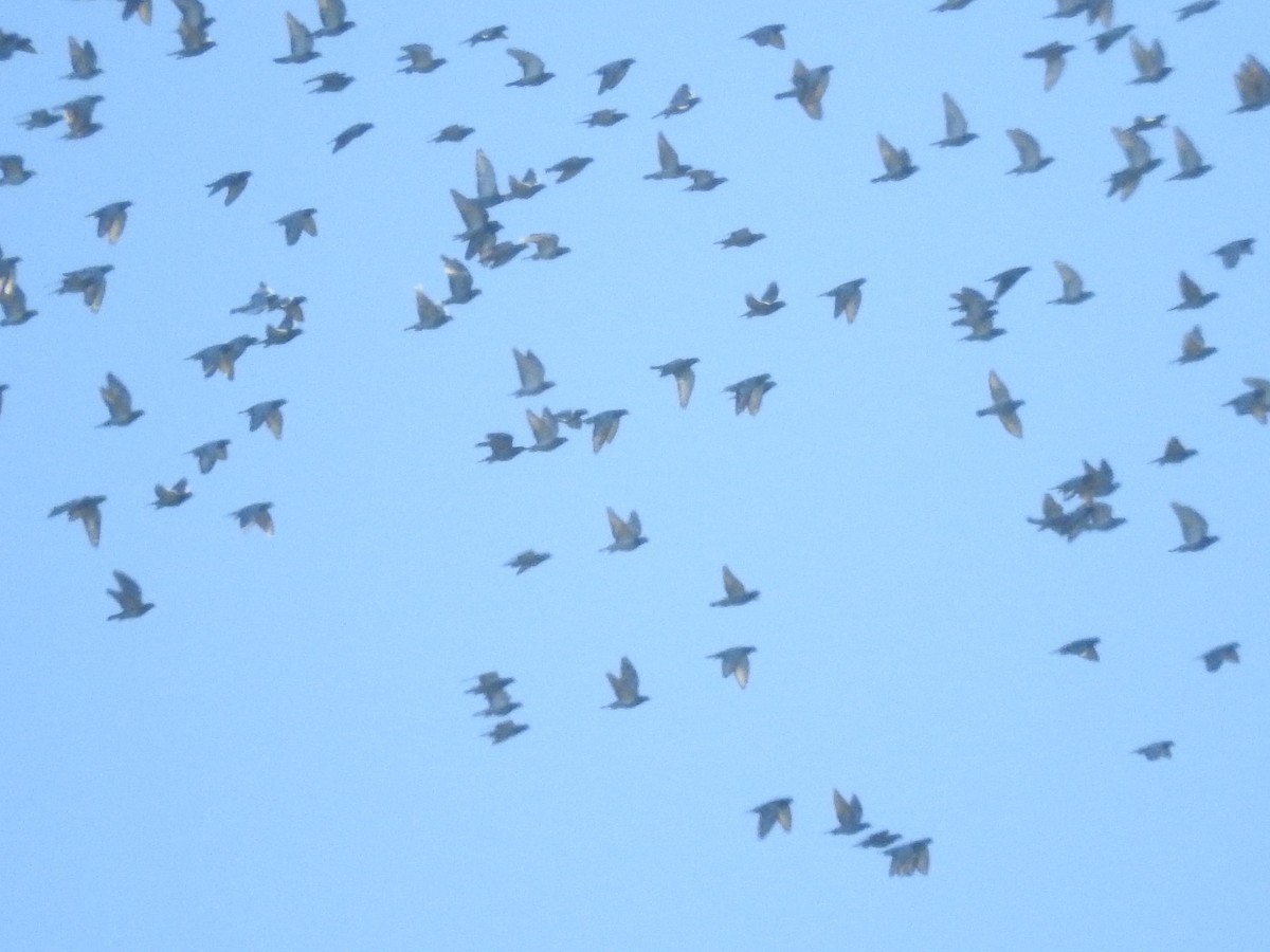 Rock Pigeon (Feral Pigeon) - ML68442451