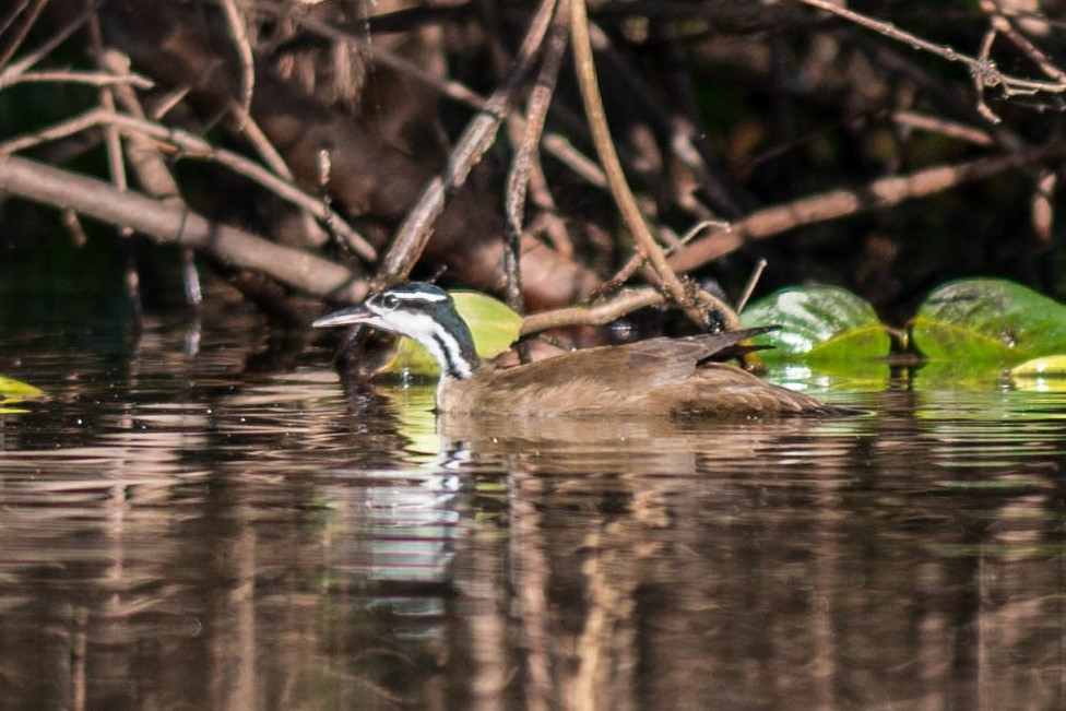 Sungrebe - ML68442681