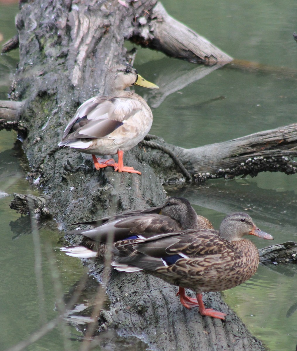 Mallard - ML68443191