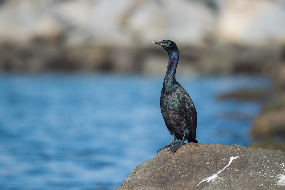 Pelagic Cormorant - ML68443201