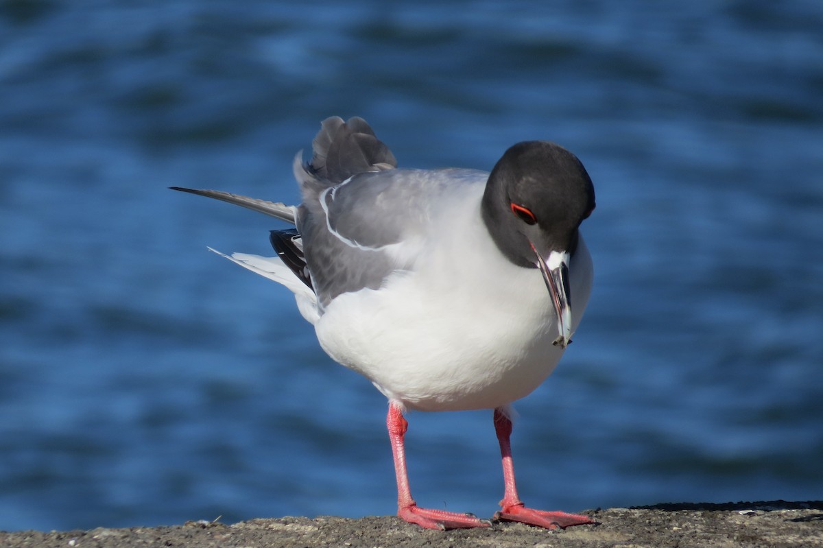 Swallow-tailed Gull - ML68443271