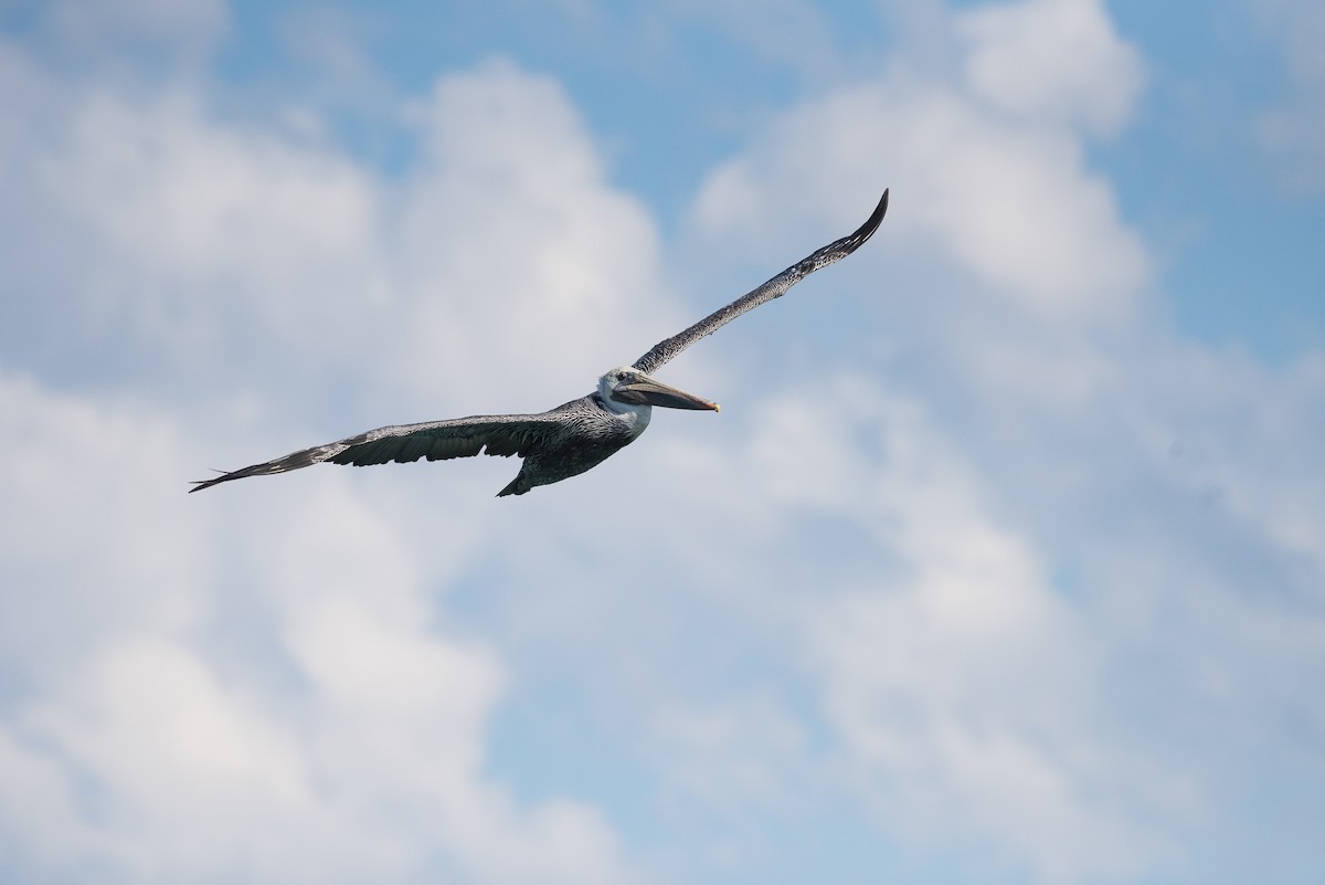 Brown Pelican - ML68443291