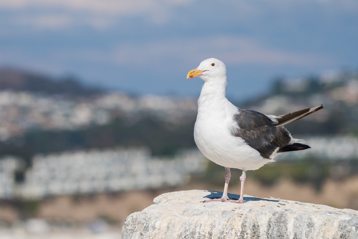 Western Gull - ML68443401