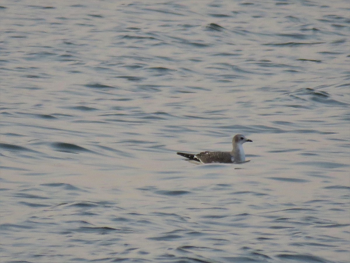 Sabine's Gull - Suzanne Odum