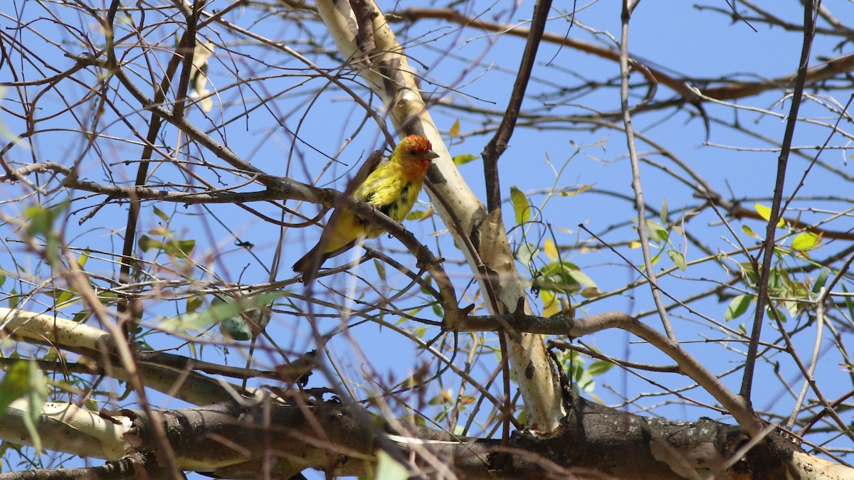 Western Tanager - ML68444491