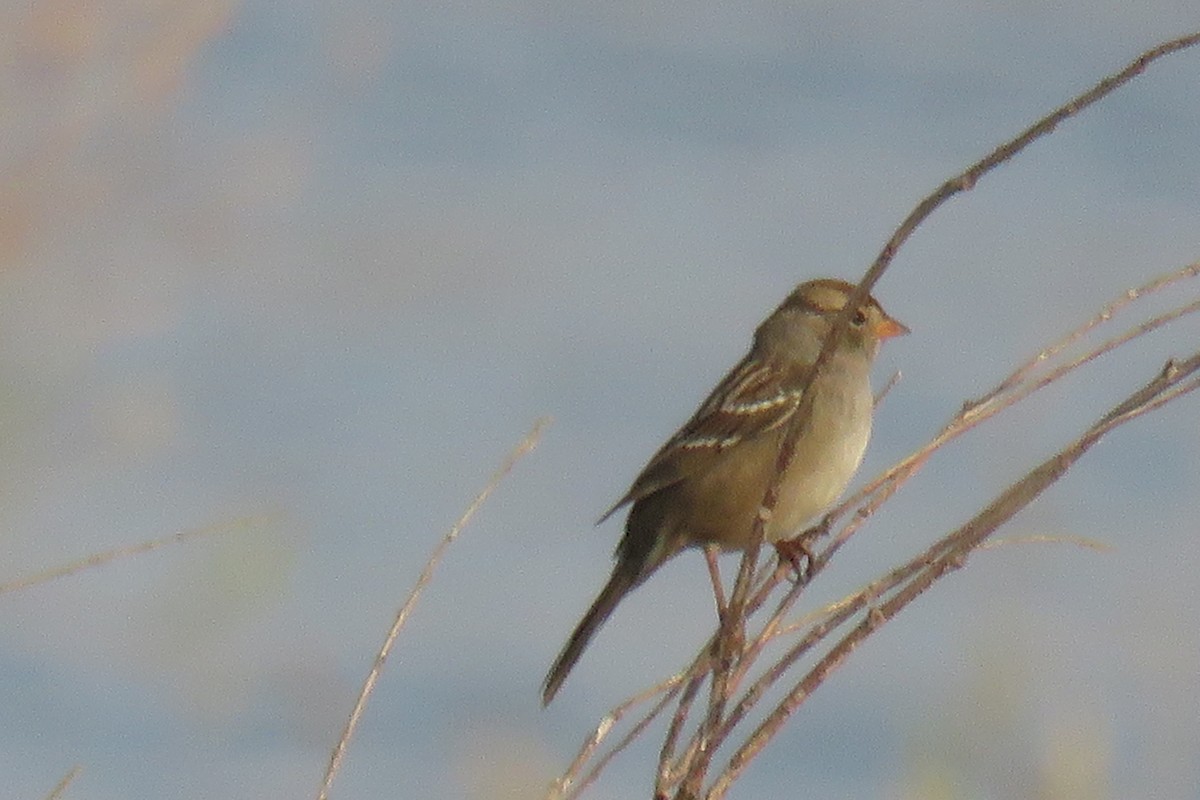 White-crowned Sparrow - Curtis Mahon