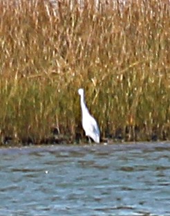 Snowy Egret - cammy kaynor