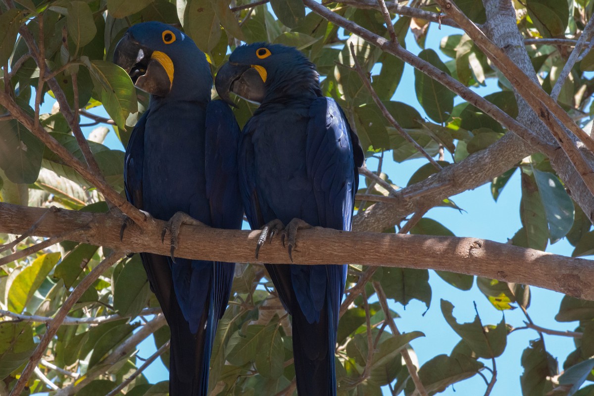 Hyacinth Macaw - ML68447701