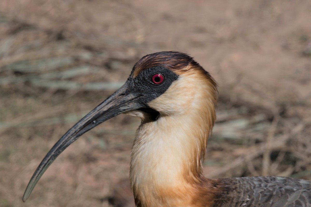 Buff-necked Ibis - ML68447761