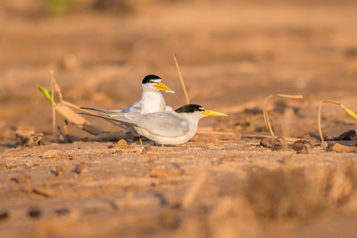 Yellow-billed Tern - ML68448121