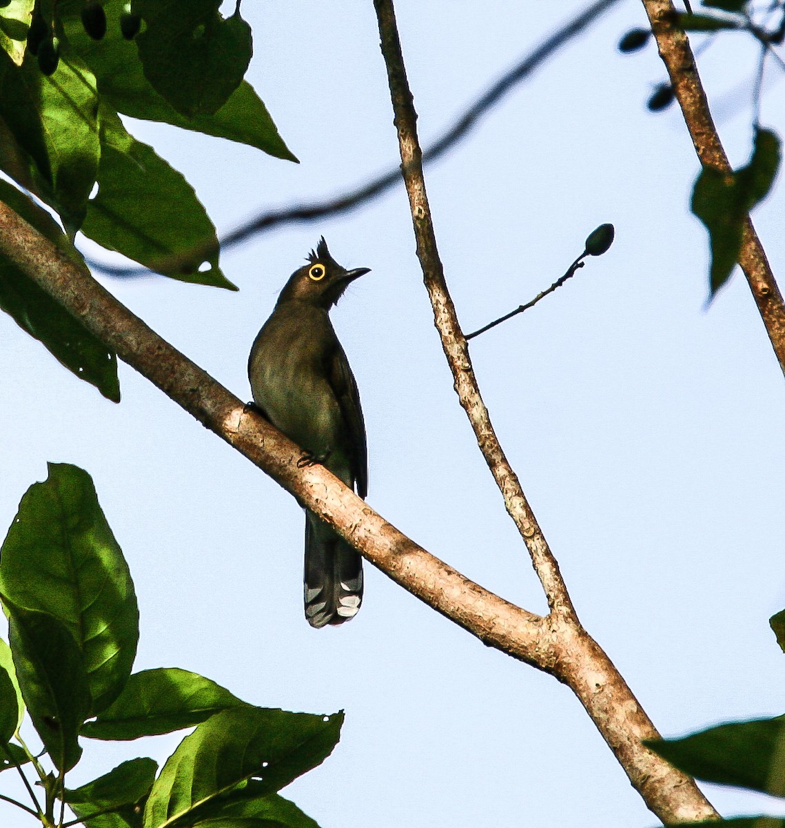 Bulbul à lunettes jaunes - ML68448711