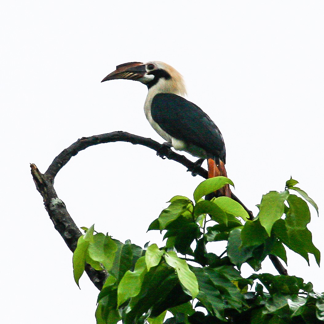Mindanao Hornbill - Blake Matheson