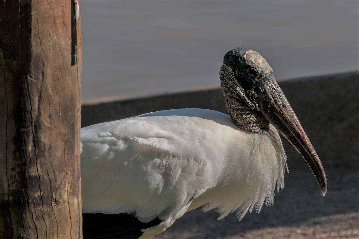 Wood Stork - ML68449661