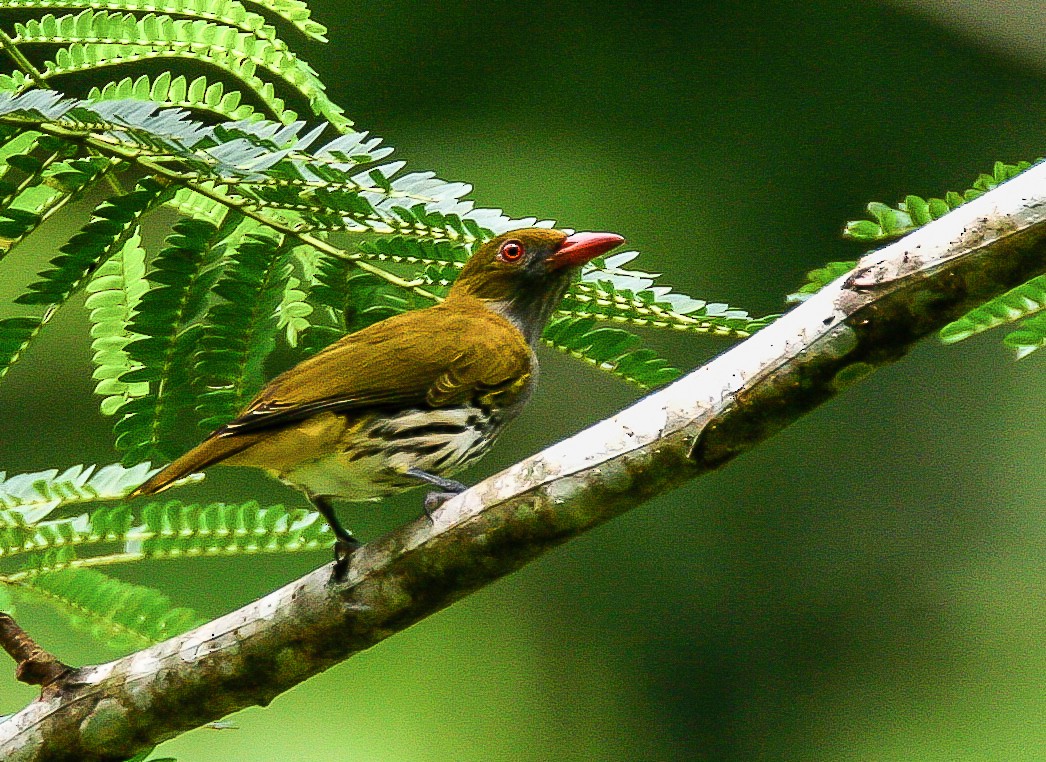 Philippine Oriole - ML68450251