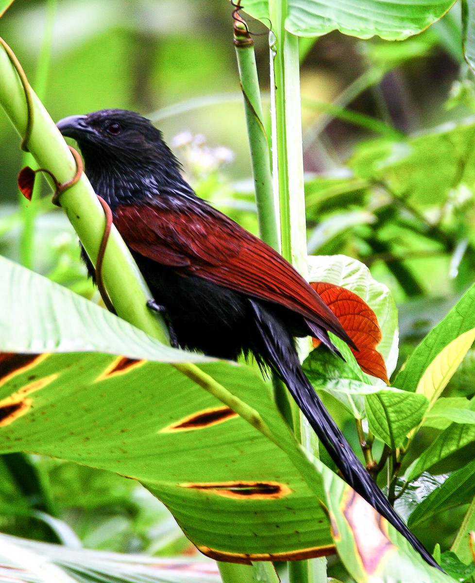 Philippine Coucal - ML68450291