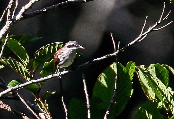 Long-billed Rhabdornis - ML68450541