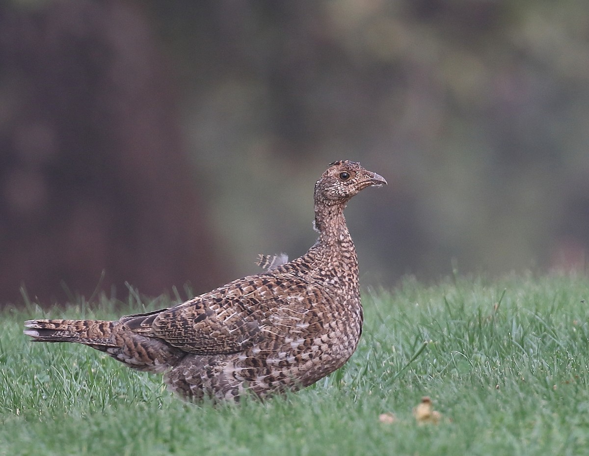 Sooty Grouse - ML68452561