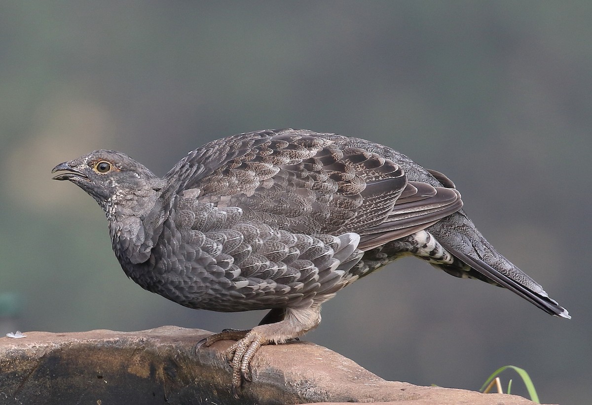 Sooty Grouse - ML68452591