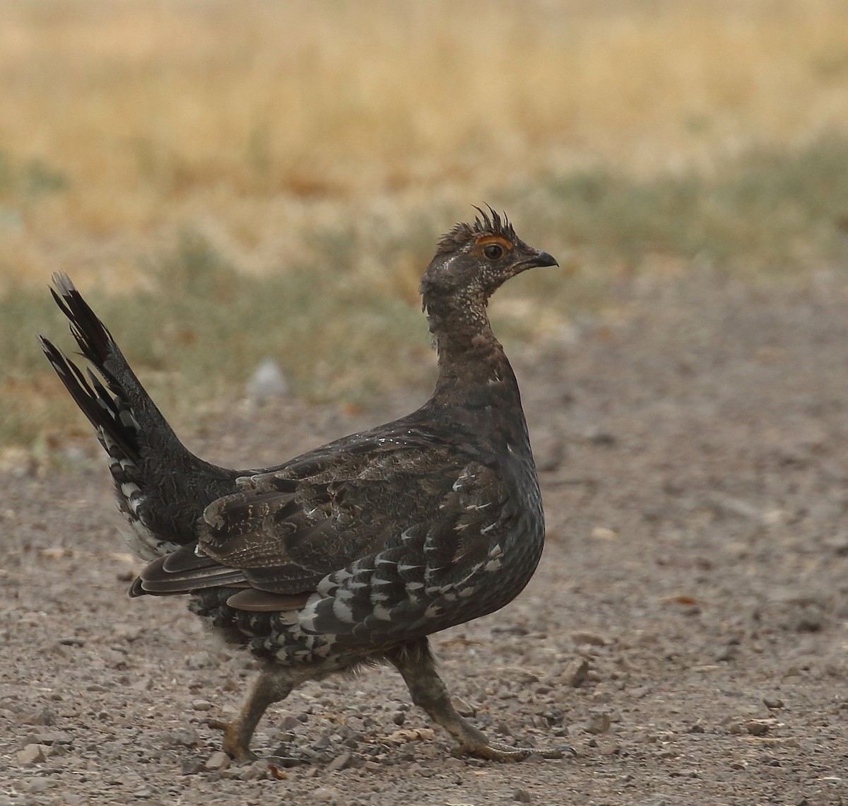 Sooty Grouse - ML68452611