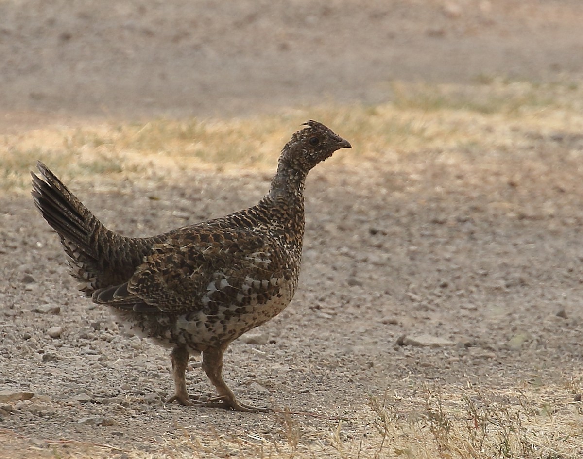 Sooty Grouse - ML68452631