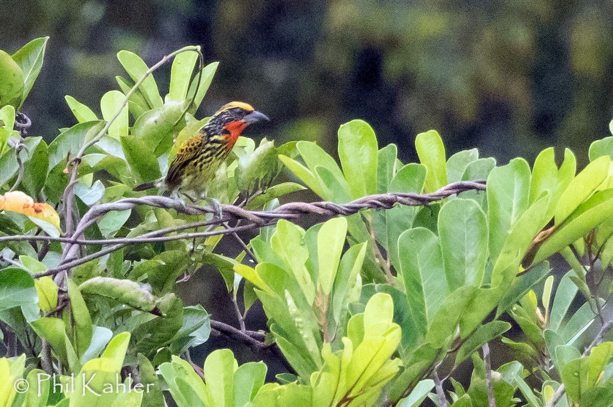 Gilded Barbet - ML68453611