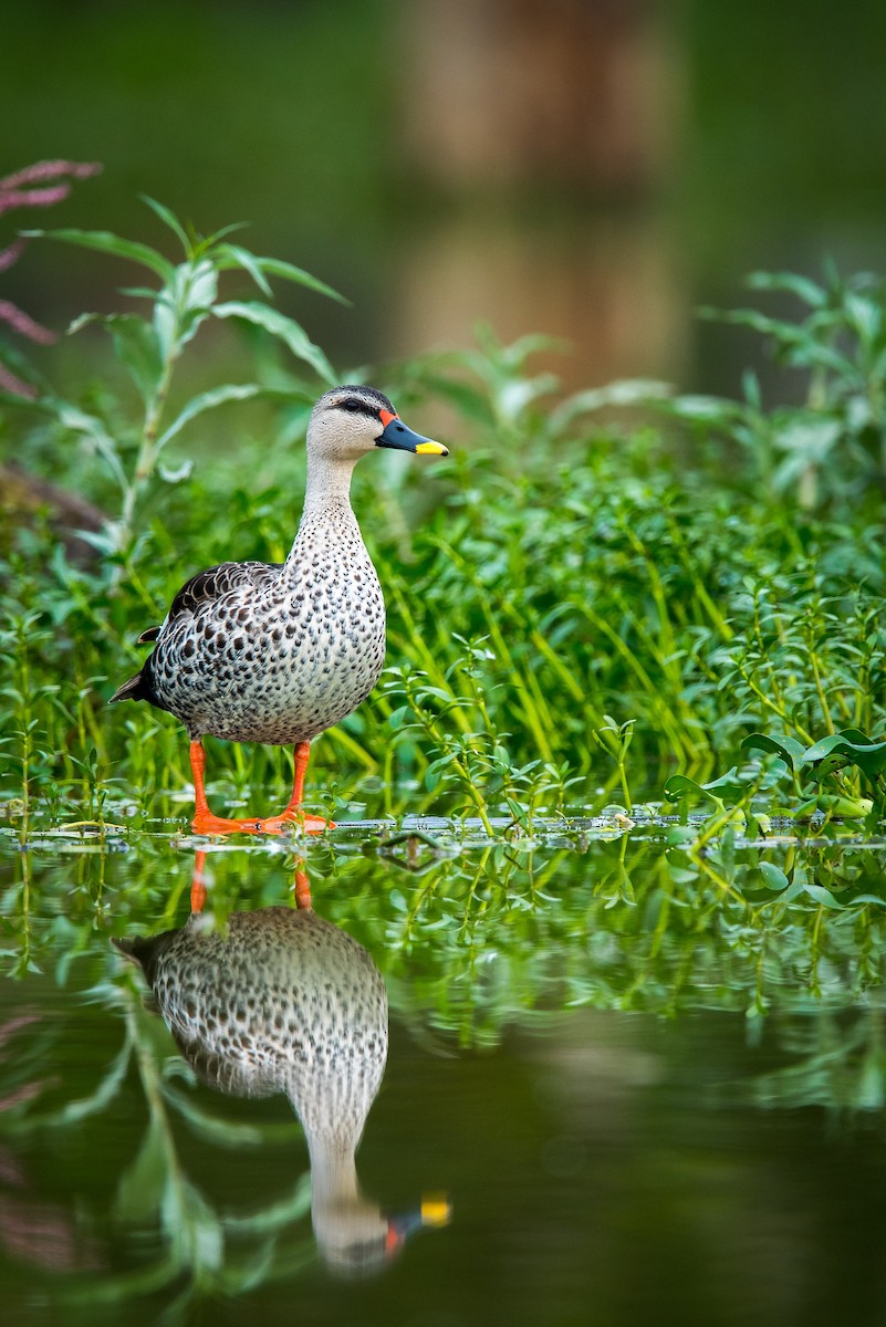 Canard à bec tacheté - ML68454631