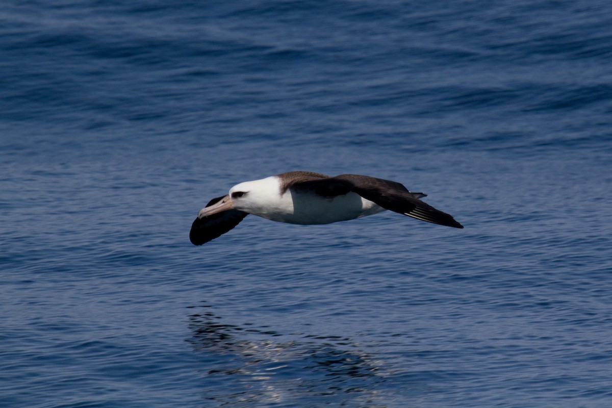 Laysan Albatross - Craig Tumer