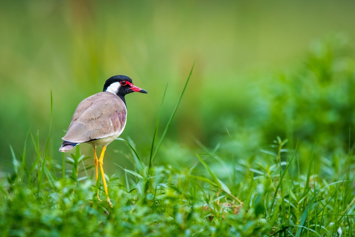 Red-wattled Lapwing - ML68454671