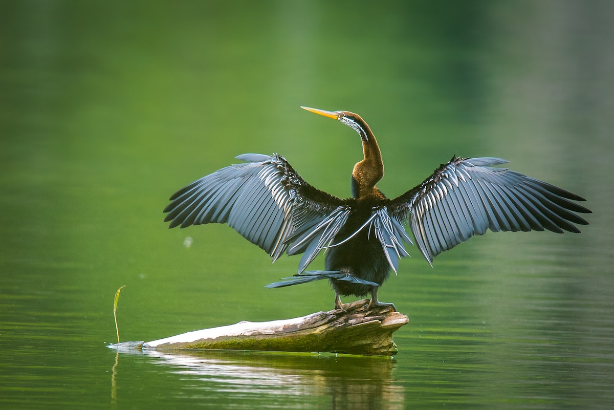 Oriental Darter - ML68454751