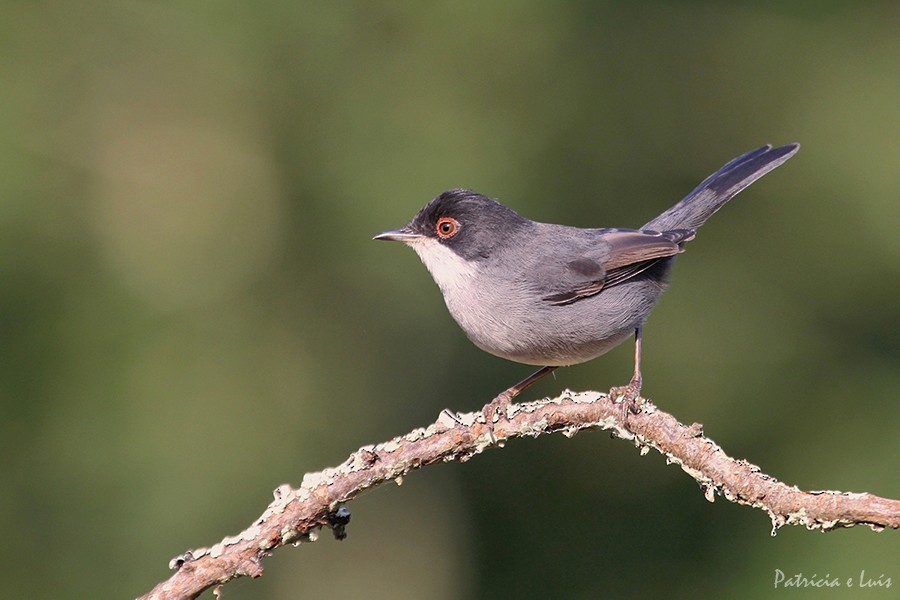Sardinian Warbler - Anonymous