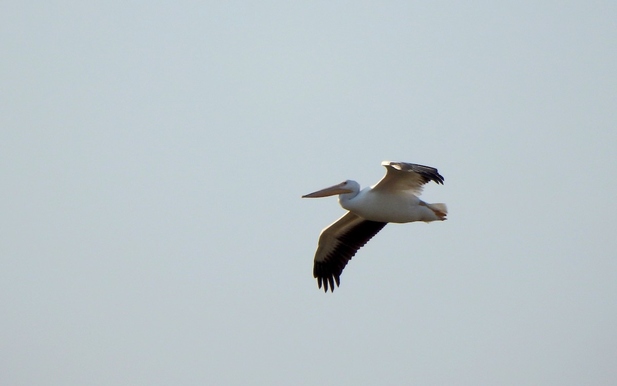 American White Pelican - ML68456251